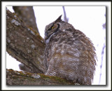  GRAND-DUC DAMRIQUE   /   GREAT HORNED OWL     _MG_8220 b