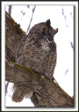  GRAND-DUC DAMRIQUE   /   GREAT HORNED OWL     _MG_8274 a