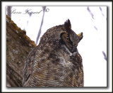  GRAND-DUC DAMRIQUE   /   GREAT HORNED OWL     _MG_8274 a