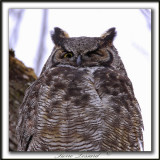  GRAND-DUC DAMRIQUE   /   GREAT HORNED OWL     _MG_8282 a