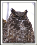  GRAND-DUC DAMRIQUE   /   GREAT HORNED OWL     _MG_8285 a