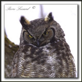 GRAND-DUC DAMRIQUE   /   GREAT HORNED OWL     _MG_8215 a - Crop