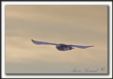 HARFANG DES NEIGES  -  SNOWY OWL    _MG_9506 a