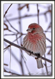 ROSELIN FAMILIER     /  HOUSE FINCH     _MG_8308 a