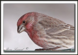 ROSELIN FAMILIER, femelle   /  HOUSE FINCH, female    _MG_8368 a  -  Crop