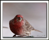 ROSELIN FAMILIER, mle  /  HOUSE FINCH, male    _MG_8374 a