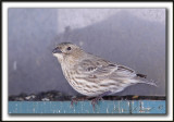 ROSELIN FAMILIER, femelle   /  HOUSE FINCH, female    _MG_9235 a