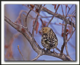 TARIN DES PINS   /  PINE SISKIN    _MG_0707 a