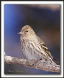 TARIN DES PINS   /  PINE SISKIN    _MG_0718 a