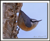 SITTELLE  POITRINE ROUSSE  /  RED-BREASTED NUTHATCH    _MG_0827 a