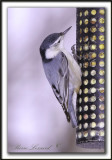 SITTELLE  POITRINE BLANCHE  /  WHITE-BREASTED NUTCHATCH     _MG_8292 a