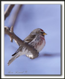  SIZERIN FLAMM  /  COMMON REDPOLL   _MG_0200 a