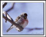  SIZERIN FLAMM  /  COMMON REDPOLL   _MG_0210 a