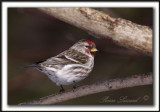  SIZERIN FLAMM  /  COMMON REDPOLL   _MG_0918 a