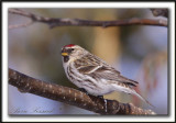  SIZERIN FLAMM  /  COMMON REDPOLL   _MG_1285 a
