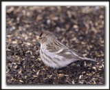 SIZERIN BLANCHTRE   /    HOARY REDPOLL   _MG_0392 a