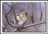 SIZERIN BLANCHTRE   /    HOARY REDPOLL   _MG_1123 a