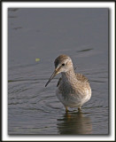 PETIT CHEVALIER   /   LESSER YELLOWLEGS     IMG_0659 a