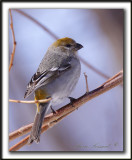 DUREBEC DES SAPINS  /  PINE GROSBEAK   _MG_1150 a