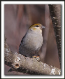DUREBEC DES SAPINS  /  PINE GROSBEAK   _MG_1242 a