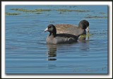 FOULQUE DAMRIQUE   /    AMERICAN COOT    IMG_6539 a