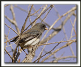 JUNCO ARDOIS  /  DARK-EYED JUNCO    _MG_8731 a