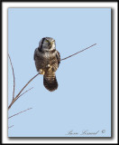 CHOUETTE PERVIRE /  NORTHERN HAWK OWL    _MG_6189 aa