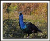  PAON BLEU ( Indien) mle /   INDIAN PEAFOWL male     _MG_4817 sa