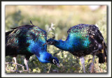  PAON BLEU ( Indien) mle /   INDIAN PEAFOWL male      _MG_4852 sa