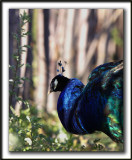   PAON BLEU ( Indien) mle /   INDIAN PEAFOWL male        _MG_4858 sa