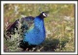  PAON BLEU ( Indien) mle /   INDIAN PEAFOWL male      _MG_4872 sa