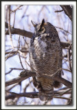 GRAND-DUC DAMRIQUE, femelle   /   GREAT HORNED OWL, female     _MG_1467 a