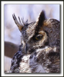 GRAND-DUC DAMRIQUE, femelle   /   GREAT HORNED OWL, female     _MG_1467 a