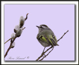 ROITELET  COURONNE DORE   /    GOLDEN-CROWNED KINGLET   -  Marais Provencher    _MG_2086 a