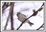 ROITELET  COURONNE DORE   /    GOLDEN-CROWNED KINGLET   -  Marais Provencher    _MG_2047 a