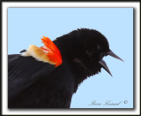 CAROUGE  PAULETTES, mle  /  RED-WINGED BLACKBIRD, male   -  Marais Provencher    _MG_2002 a  -  Crop