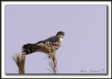 FAUCON MERILLON   /   MERLIN   -  Ancienne-Lorette    _MG_1637 a