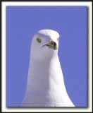 GOLAND  BEC CERCL  /  RING-BILLED GULL   -   Domaine Maizeret    _MG_1784 te