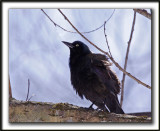 QUISCALE ROUILLEUX -  RUSTY BLACKBIRD   -  Domaine Maizeret     _MG_1768 a