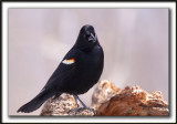 CAROUGE  PAULETTES, mle  /  RED-WINGED BLACKBIRD, male   -  Domaine Maizeret    _MG_1765 a