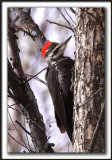 GRAND-PIC   /   PILEATED WOODPECKER    _MG_3574 a  -  Marais Provencher