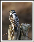  PIC MINEUR femelle / DOWNY WOODPECKER female   _MG_0523b