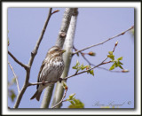 ROSELIN POURPR, femelle      /   PURPLE FINCH    _MG_3639 a  -  Marais Provencher