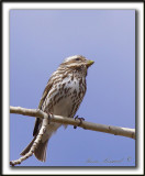 ROSELIN POURPR, femelle   /   PURPLE FINCH    _MG_3658 a  -  Marais Provencher