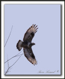 BUSE PATTUE, forme claire  /   ROUGH-LEGGED HAWK, light phase     _MG_2585 a