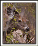  CHEVREUILLE,  CERF DE VIRGINIE    /  DEER     _MG_4066 a  -  Marais Provencher