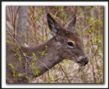 CHEVREUILLE,  CERF DE VIRGINIE    /  DEER      _MG_4075 a  -  Marais Provencher