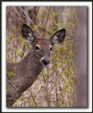 CHEVREUILLE,  CERF DE VIRGINIE    /  DEER      _MG_4077 a  -  Marais Provencher