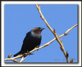  VACHER  TTE BRUNE, mle   /   BROWN-HEADED COWBIRD, male    _MG_4109aa