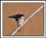 HIRONDELLE  AILES HRISSES   /    NORTHERN ROUGH-WINGED SWALLOW     _MG_3240 a